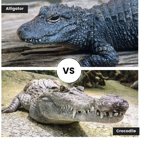 Least Concern Extinct. . Crocotile vs sprytile